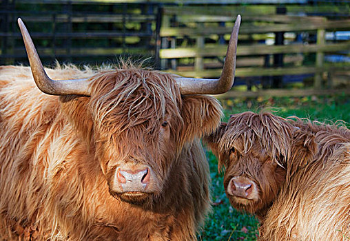 两个,牦牛,围栏,区域,苏格兰边境,苏格兰