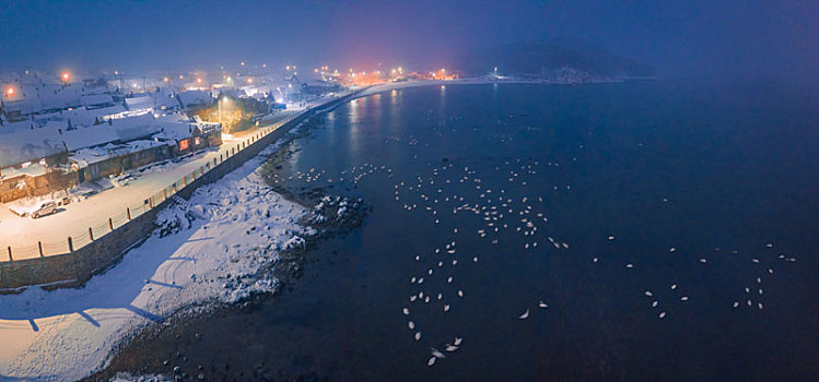 航拍山东威海俚岛镇烟墩角拍摄的冬天雪地天鹅风景夜景