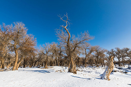 胡杨林,冬季,雪景