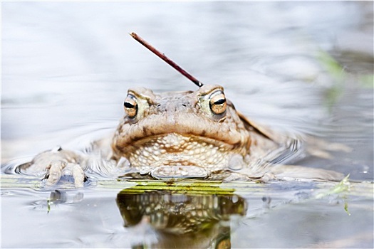青蛙,水中