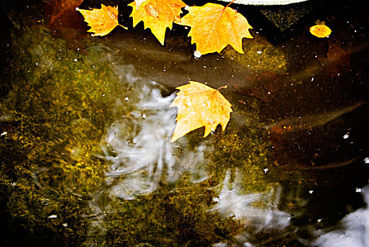 黄色,秋天,叶子,漂浮,褐色,水塘,反射,天空