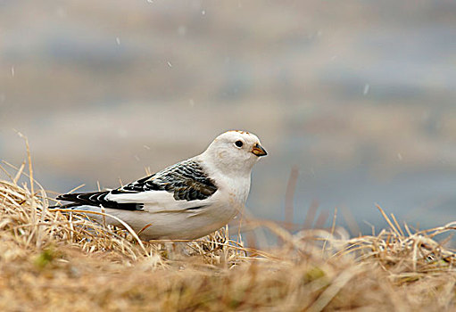 雪,颊白鸟,抵撞,雄性,库萨莫,芬兰,欧洲