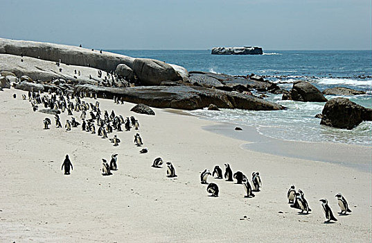 企鹅,多,砾石滩,南非