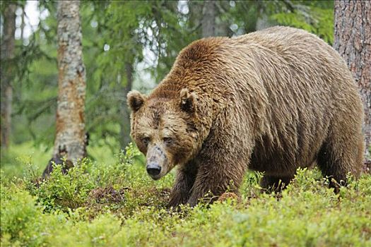 棕熊,芬兰