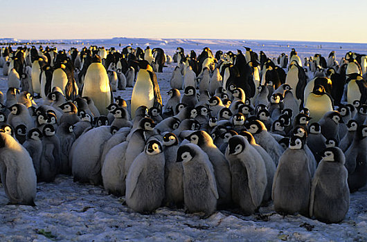 南极,帝企鹅,生物群,幼禽,簇拥,温暖