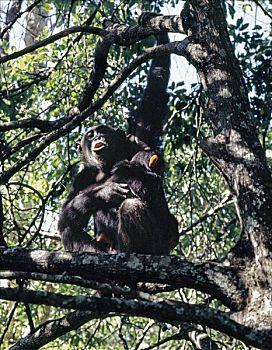 雌性,黑猩猩,婴护,林冠层,叫,军队,遥远,凸出,东方,岸边,坦噶尼喀湖,上升,脚,山坡