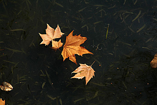 落叶,漂流,平静,漂浮
