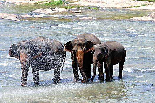 斯里兰卡,锡吉里耶,大象孤儿院,大象
