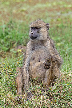 黄狒狒,成年,女性,坐,草地,安伯塞利国家公园,肯尼亚,非洲