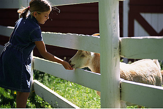女孩,喂食,山羊,栅栏