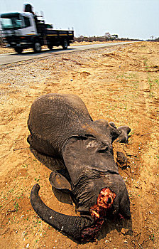 非洲,大象,年轻,死,旁侧,道路,杀死,卡车,靠近,博茨瓦纳