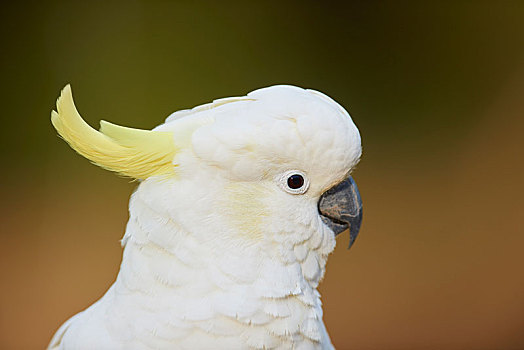 美冠鹦鹉,凤头鹦鹉,动物,国家公园,澳大利亚,野生动物