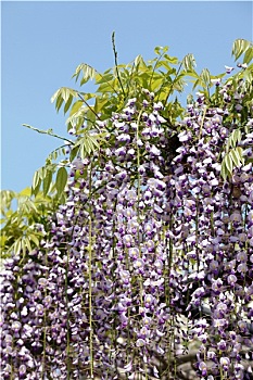 紫藤,花,清晰,蓝天