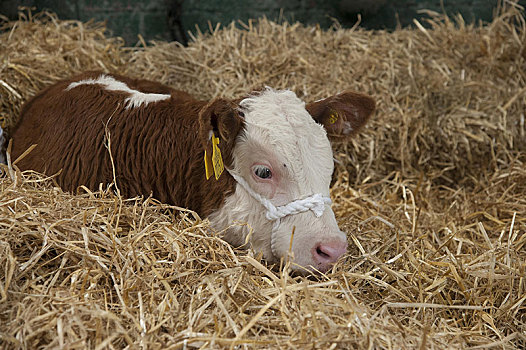 家牛,赫里福德,幼兽,休息,稻草,展示,巴尔莫拉尔,贝尔法斯特,北爱尔兰,英国,欧洲