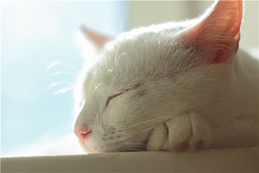 白色,猫,卧,晒太阳,太阳