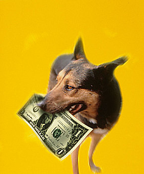 狗,拿着,美元,钞票,嘴,正面,黄色,背景,地产