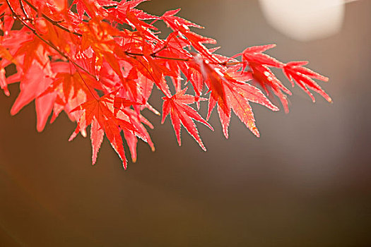 秋天,枫树,京都,日本