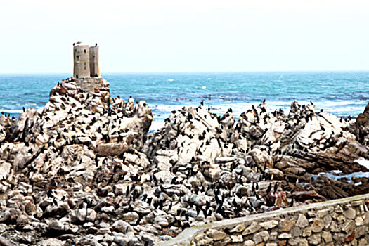 模糊,南非,湾,野生动物,自然保护区,鸟,企鹅,石头
