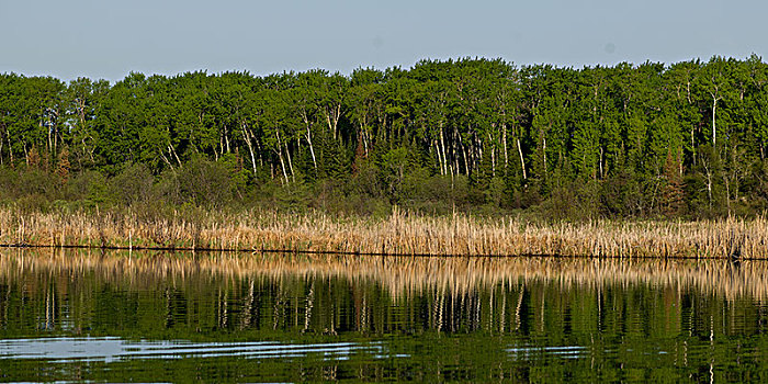 反射,树,水上,湖,木头,安大略省,加拿大