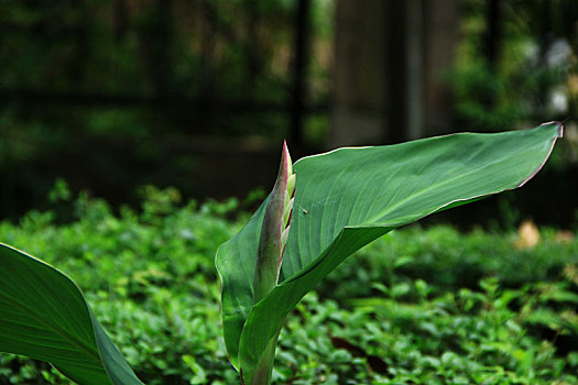 美人蕉花序