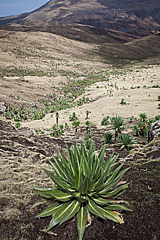埃塞俄比亚,山梗莱属植物,塞米恩国家公园,山