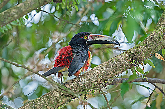 枝头,哥斯达黎加,中美洲