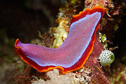 紫红色,大堡礁,昆士兰,太平洋,澳大利亚,大洋洲