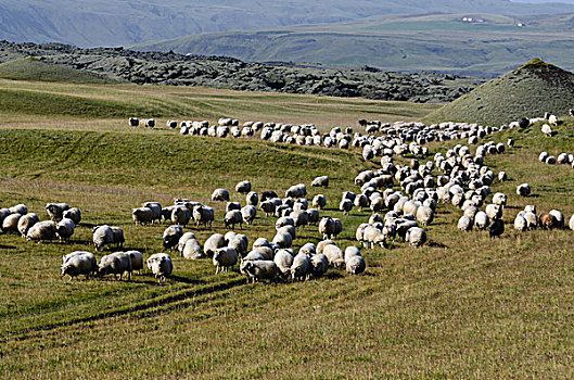 羊群,绿色,草地,草场,绵羊,南,冰岛,欧洲
