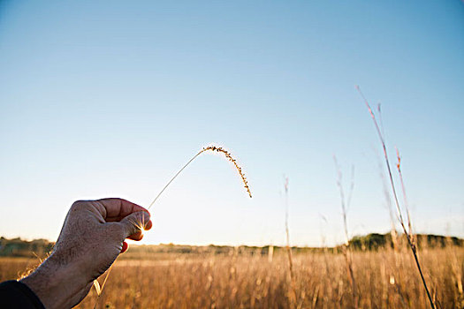 农民,握着,向上,茎,小麦,密苏里,美国