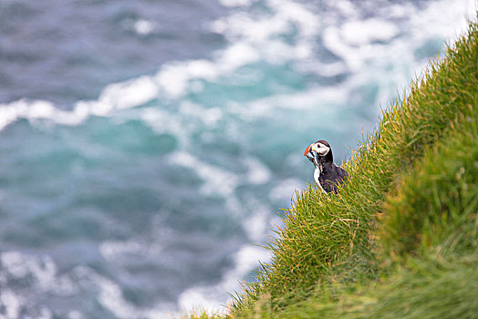 大西洋角嘴海雀,抓住,鸟嘴,岛屿,法罗群岛,丹麦