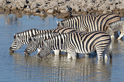 牧群,斑马,马,成年,小动物,站在水中,喝,水坑,埃托沙国家公园,纳米比亚,非洲