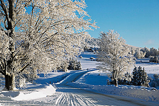 树,排列,道路,冬天