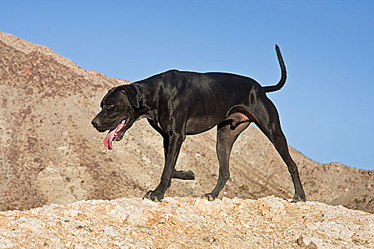 黑色,德国短毛指示犬,走,山,科罗拉多,荒芜,加利福尼亚