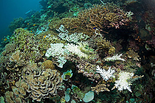 珊瑚,白色,死,鹿角,桌面珊瑚,波多黎各,菲律宾,亚洲