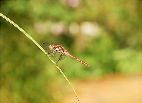 红色,蜻蜓