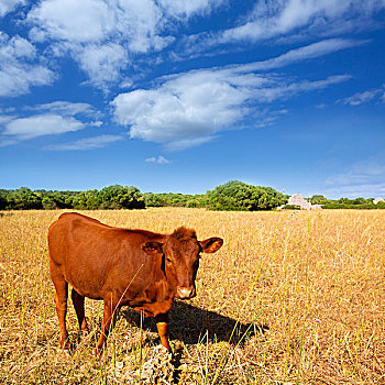米诺卡岛,褐色,母牛,放牧,金色,地点,靠近,巴利阿里群岛