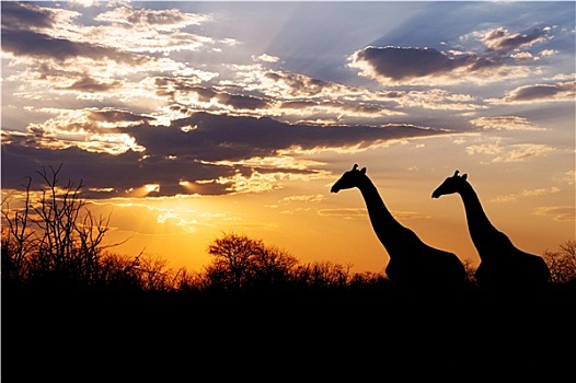日落,长颈鹿,剪影,非洲