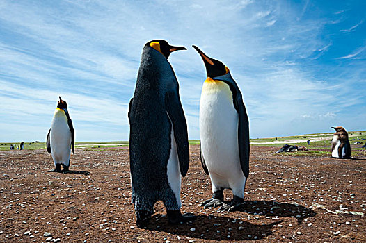 帝企鹅,生物群,港口,福克兰群岛,南美