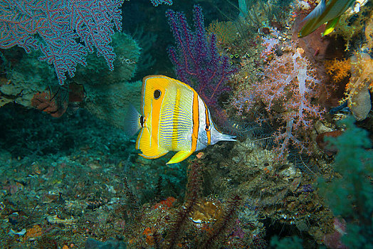 蝴蝶鱼,珊瑚礁,四王群岛,伊里安查亚省,印度尼西亚,亚洲