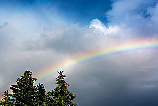 彩虹,暗色,阴天,常青树,卡尔加里,艾伯塔省,加拿大