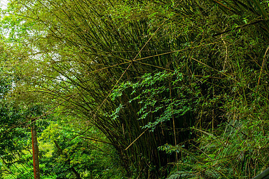 台湾新北市十分寮瀑布公园森林步道
