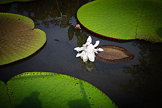 水生植物,亚马逊盆地,秘鲁