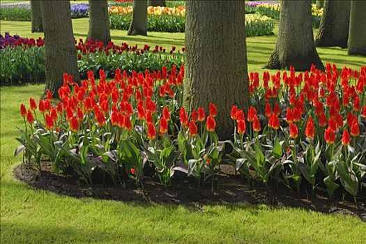 红色,郁金香,开花,库肯霍夫花园,荷兰