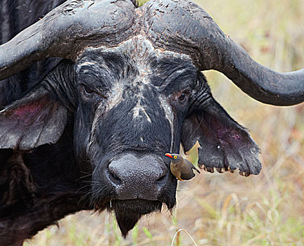 南非水牛,非洲水牛,红嘴牛椋鸟,鼻子,克鲁格国家公园,南非
