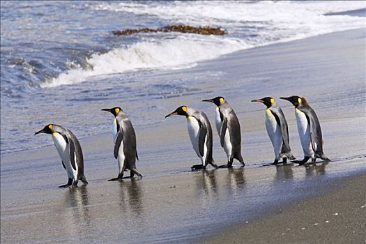 帝企鹅,海滩,金港,南乔治亚,南极海,南极