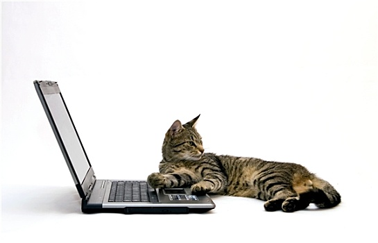 猫,笔记本电脑