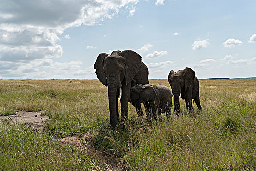 非洲大象057