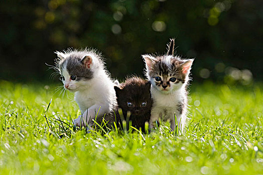 小猫,草地,花园