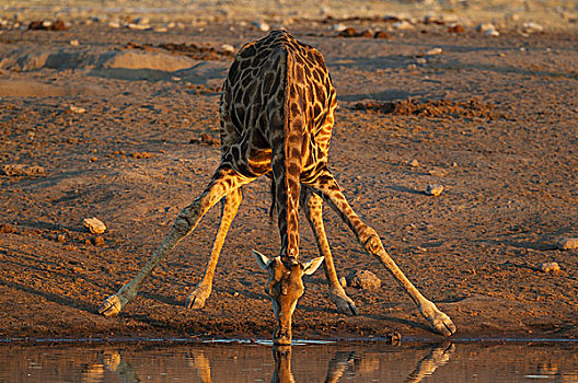 南非,长颈鹿,雄性,喝,水潭,夜光,埃托沙国家公园,纳米比亚,非洲
