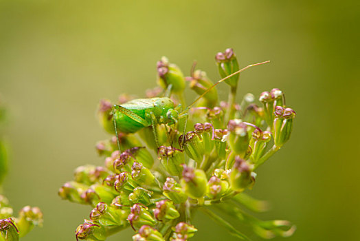 绿色,软,昆虫,坐,花,木钉
